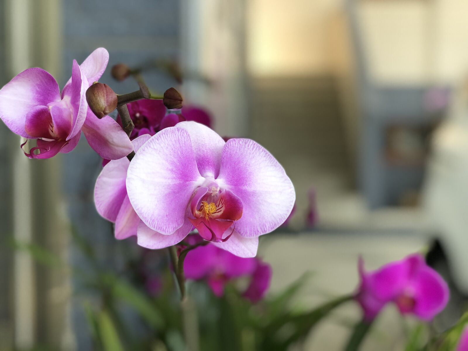 iPhone 8 Plus back dual camera 6.6mm f/2.8 sample photo. Flower, plant, nature photography