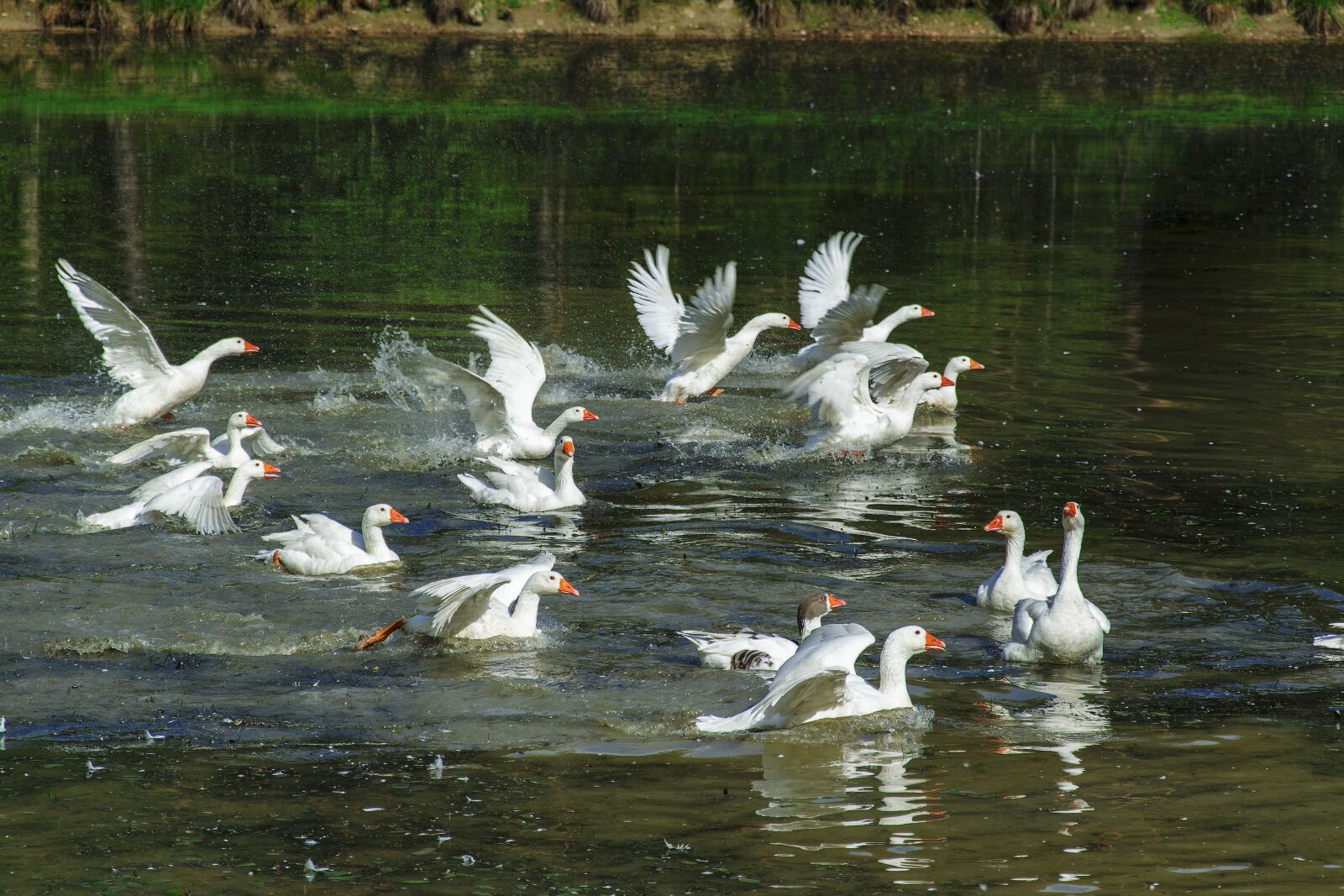Nikon D5300 sample photo. Water, geese, flying photography