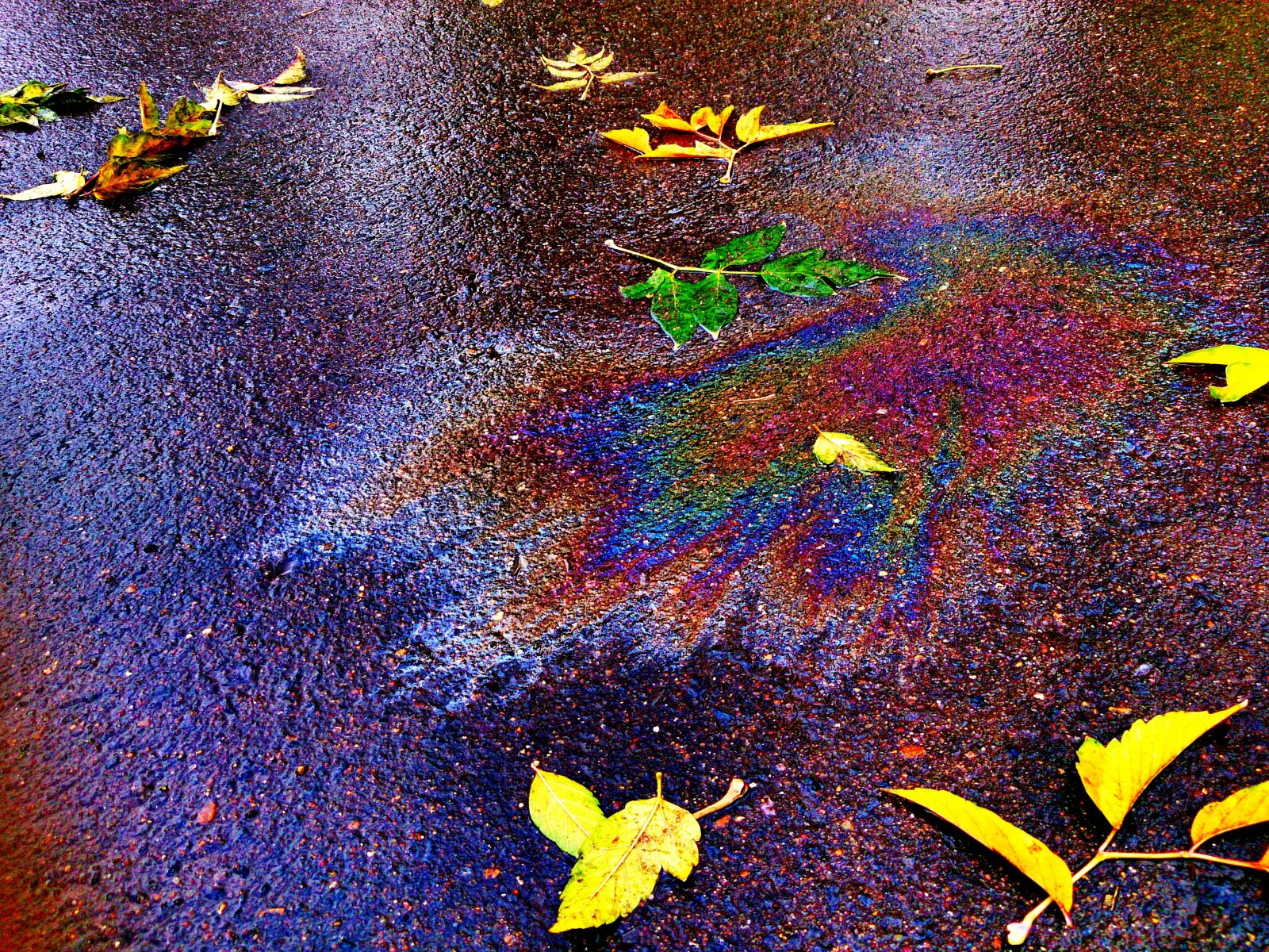 Sony Xperia Z sample photo. Autumn, leaves, fall colors photography