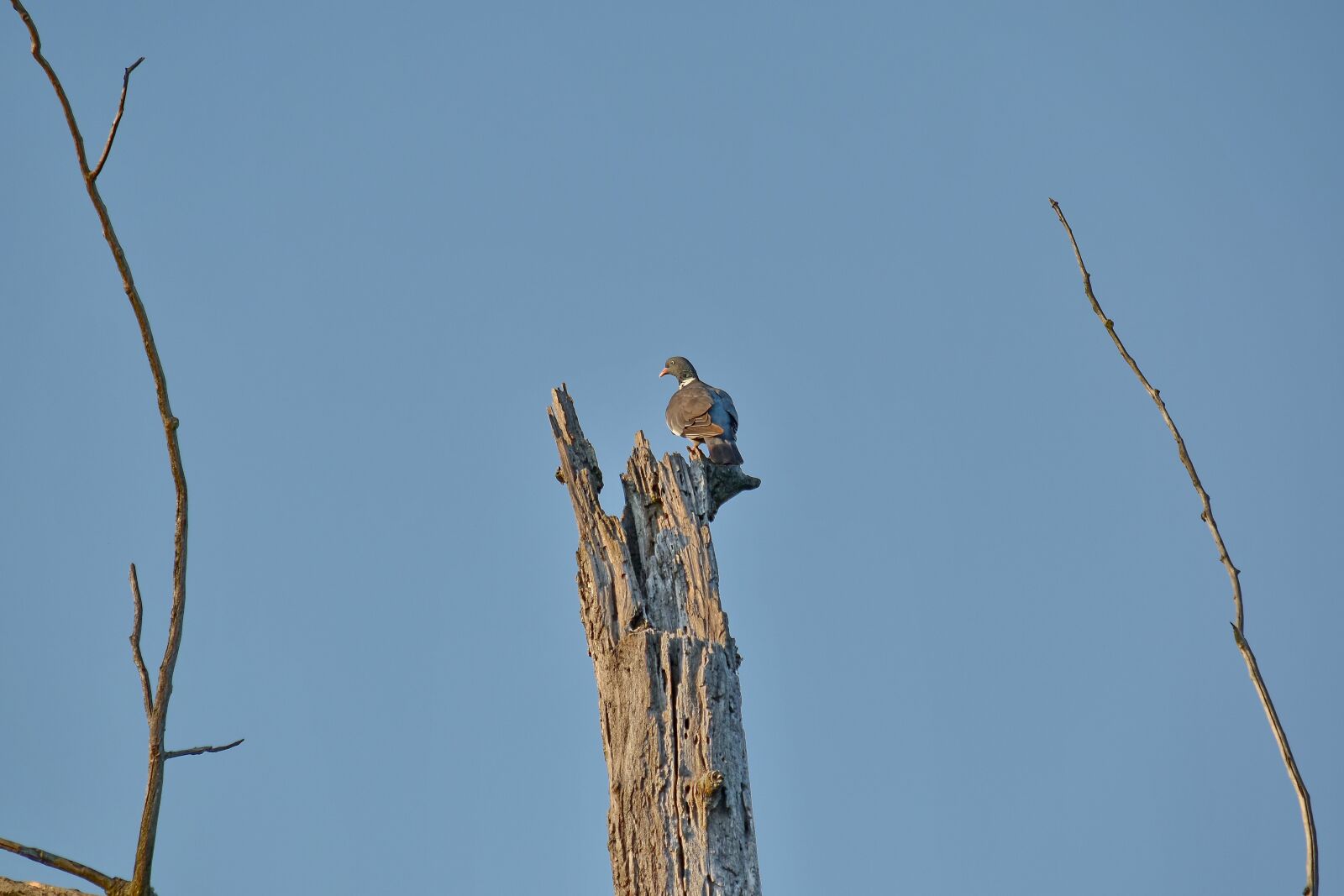 Nikon D5500 sample photo. National park, pigeon, wilderness photography