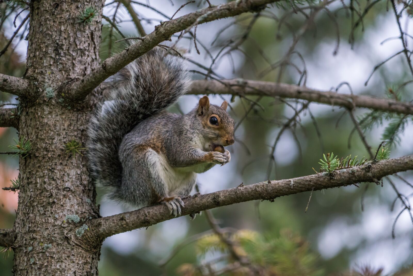 Sony a7R II + Sony FE 24-240mm F3.5-6.3 OSS sample photo. Squirrel, nut, eating photography