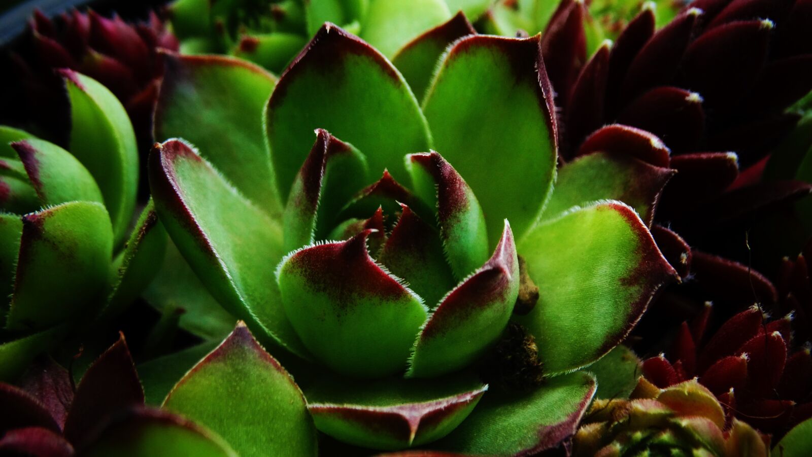 Sony Cyber-shot DSC-HX300 sample photo. Succulents, beautiful, garden photography