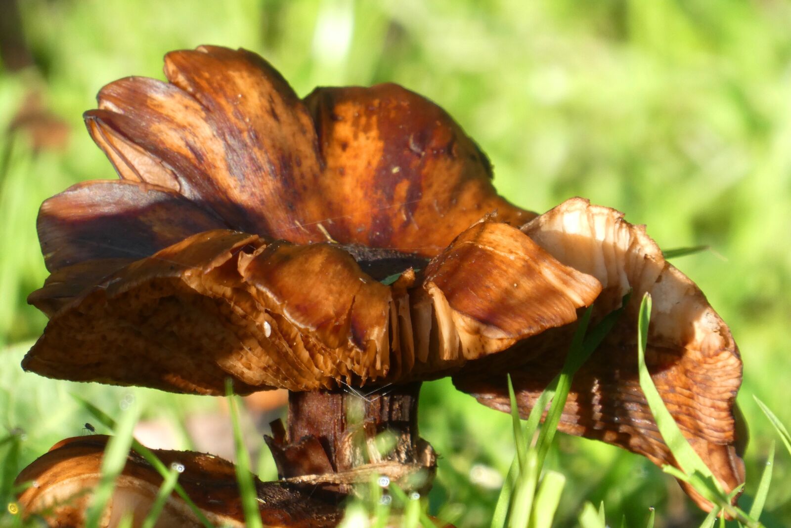 Panasonic Lumix DC-ZS70 (Lumix DC-TZ90) sample photo. Mushroom, tracks, sporendrager photography