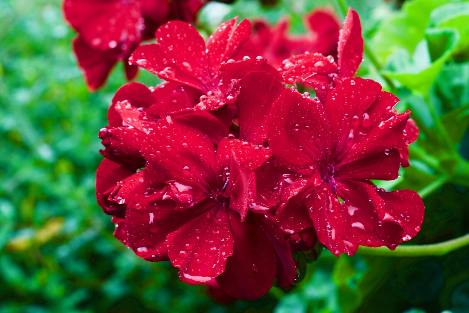 Canon EOS 1100D (EOS Rebel T3 / EOS Kiss X50) + Canon EF 50mm F1.8 STM sample photo. Geranium, cranes-bill, pelargonium photography