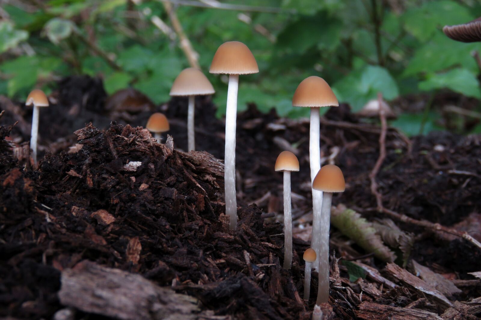Canon PowerShot SX60 HS sample photo. Fungi, mushroom, forest photography