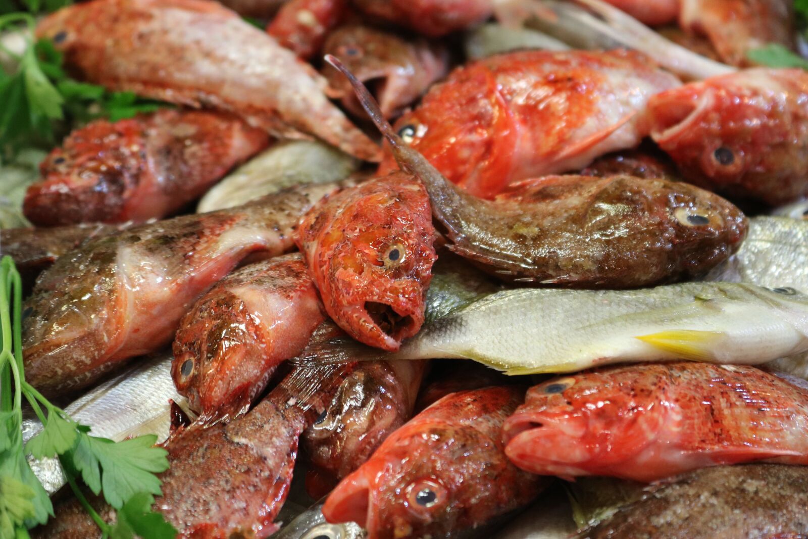 Canon EOS 750D (EOS Rebel T6i / EOS Kiss X8i) sample photo. Fish market, fish stand photography