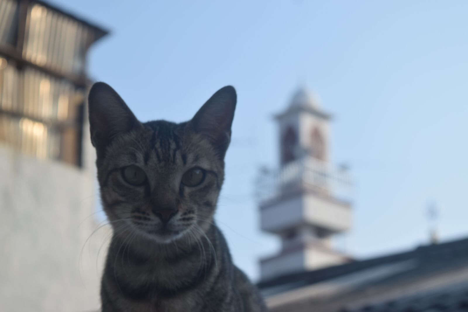 Nikon D3300 sample photo. Cat, animal, kitten photography