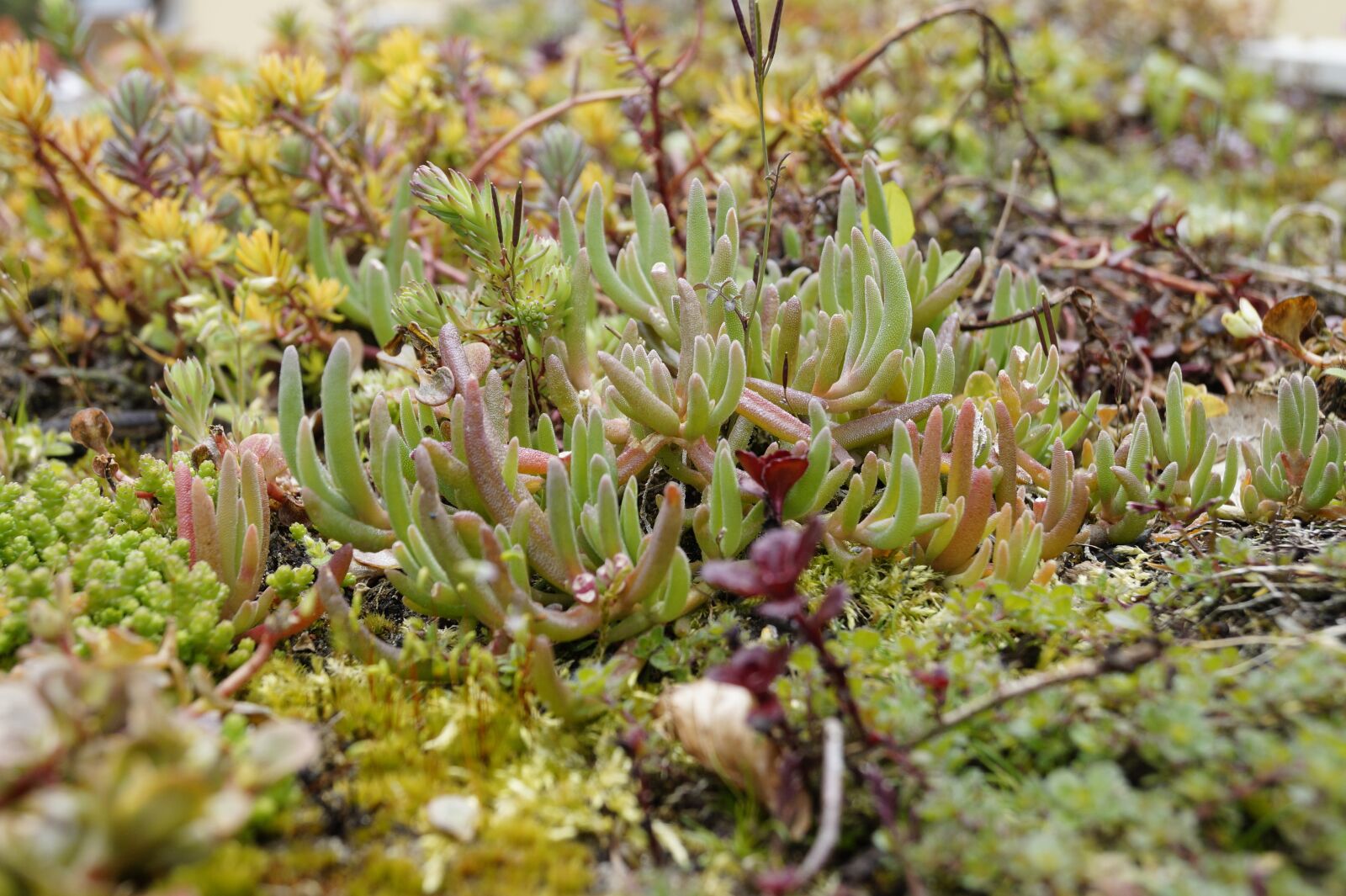 Sony SLT-A58 sample photo. Stone crop, nature, close photography