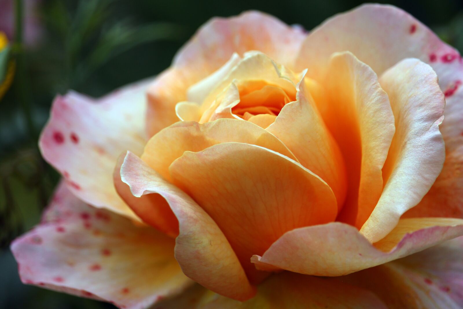 Canon EF-S 55-250mm F4-5.6 IS STM sample photo. Rose, beauty, blossom photography