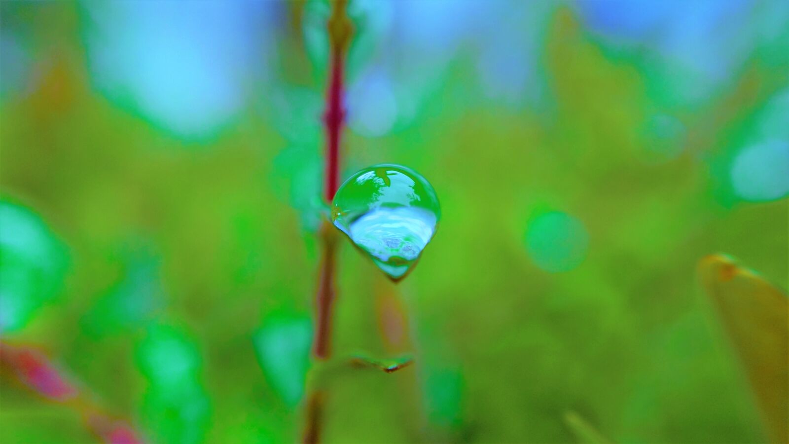 Samsung Galaxy S4 sample photo. Macro, rain drop, water photography