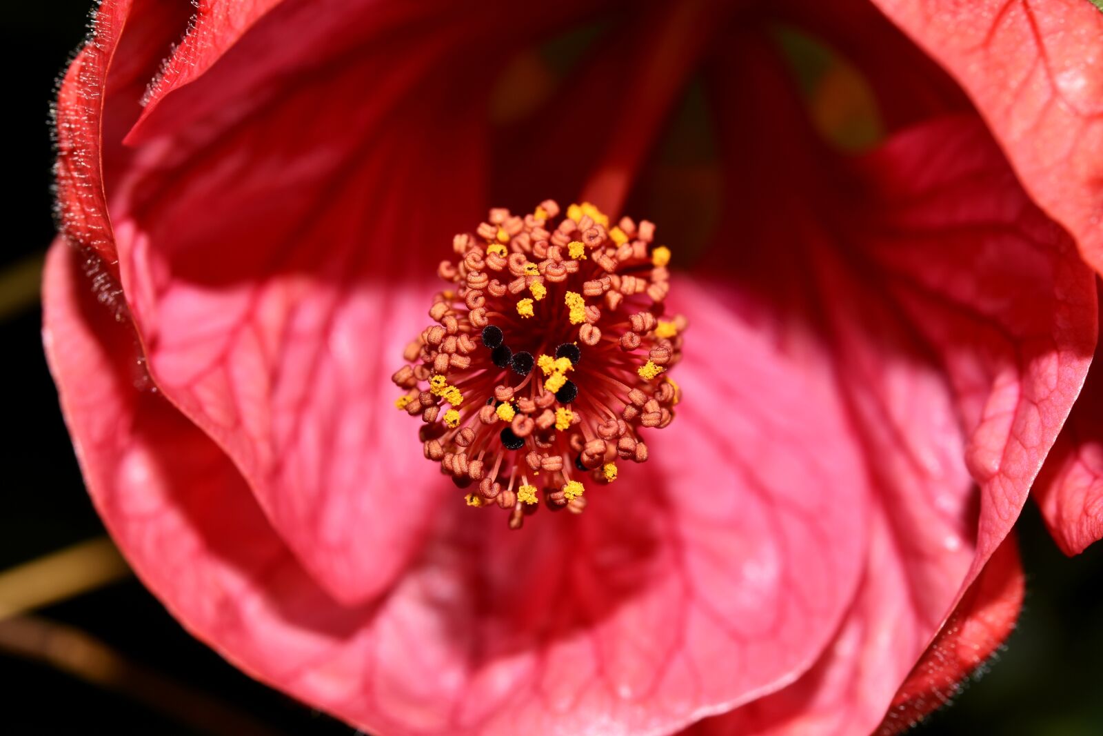 Nikon D7200 sample photo. Macro, flower, red photography