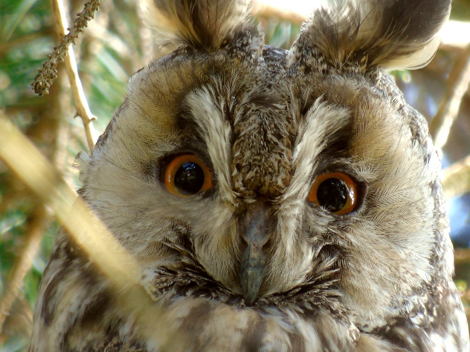 Sony Cyber-shot DSC-H400 sample photo. Owl, long eared owl photography