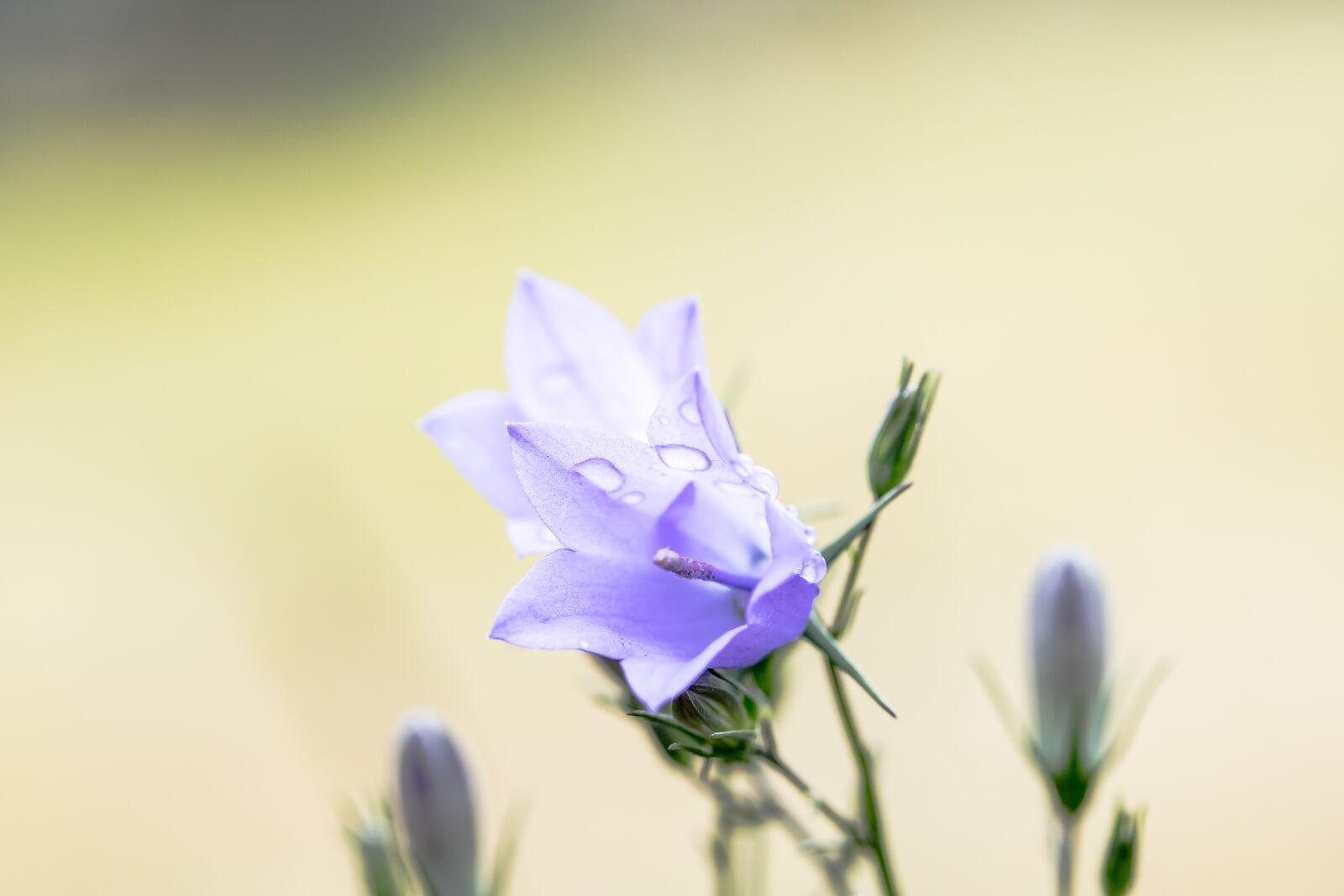 Canon EF-S 60mm F2.8 Macro USM sample photo. Bluebells, campanula, blossom photography