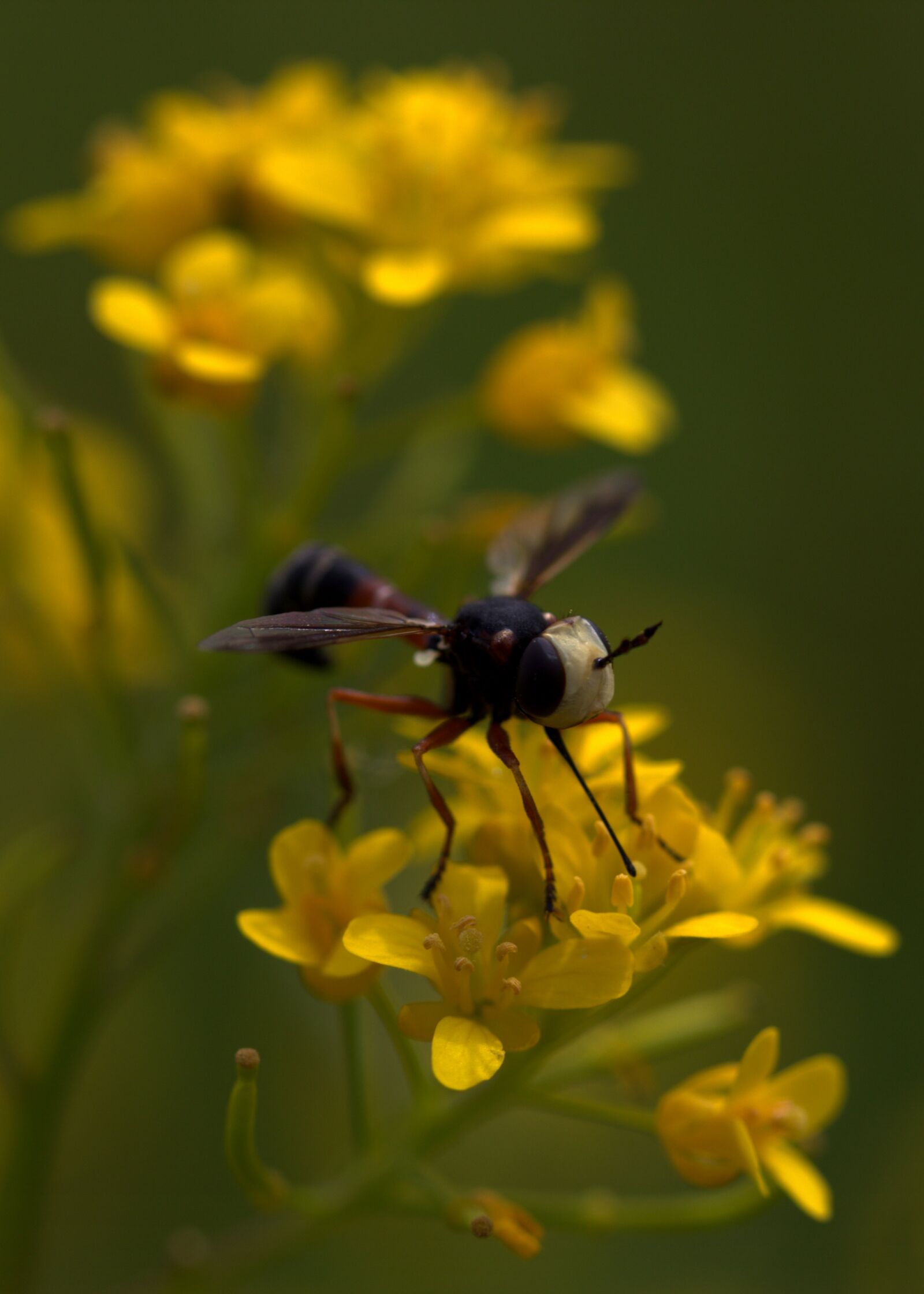 Canon EF-S 60mm F2.8 Macro USM sample photo. Wasp, flower, yellow photography