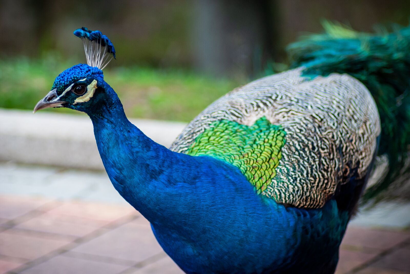 Nikon D3000 sample photo. Peacock, pen, bird photography