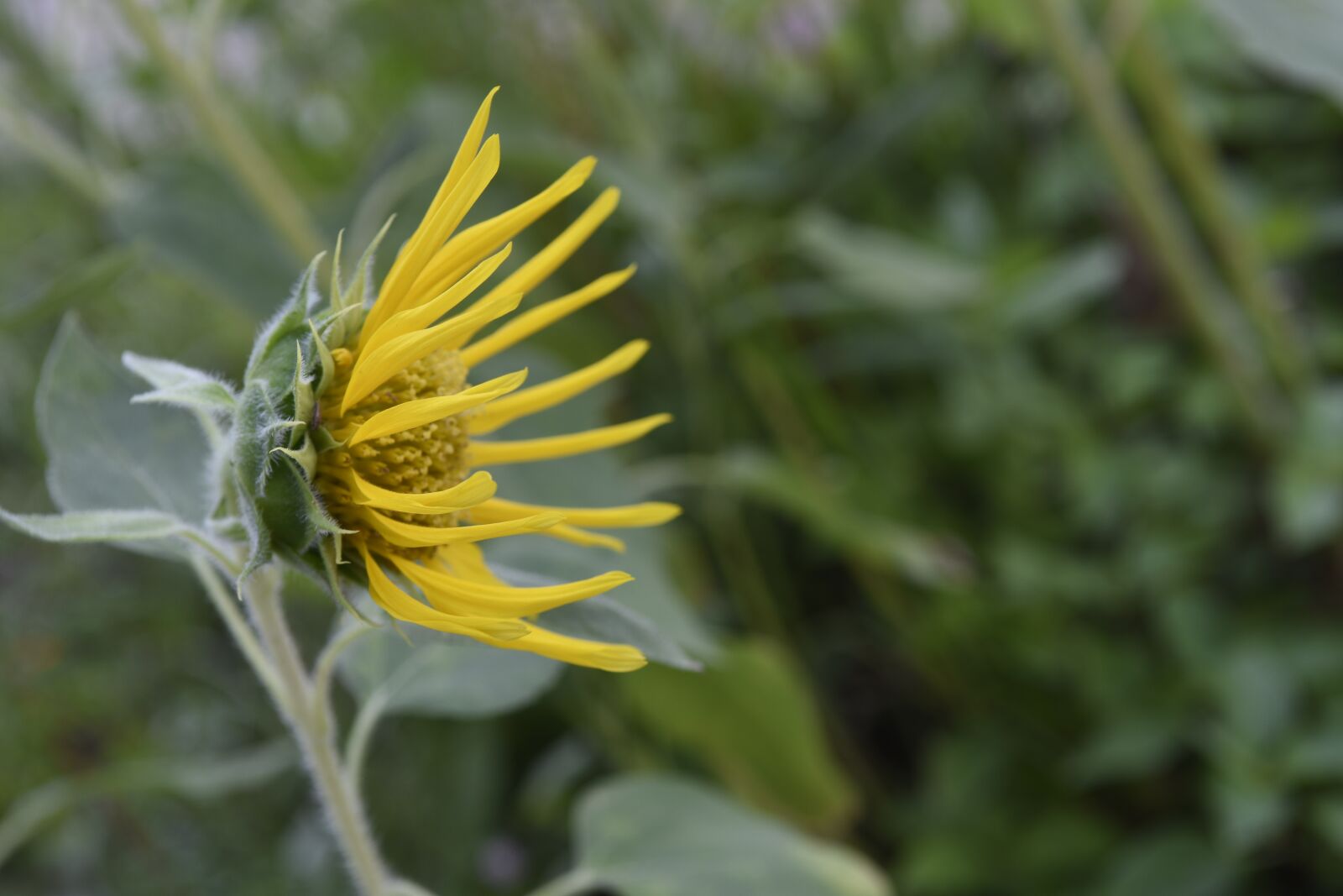Nikon D7200 sample photo. Sunflower, sun, sunshine photography