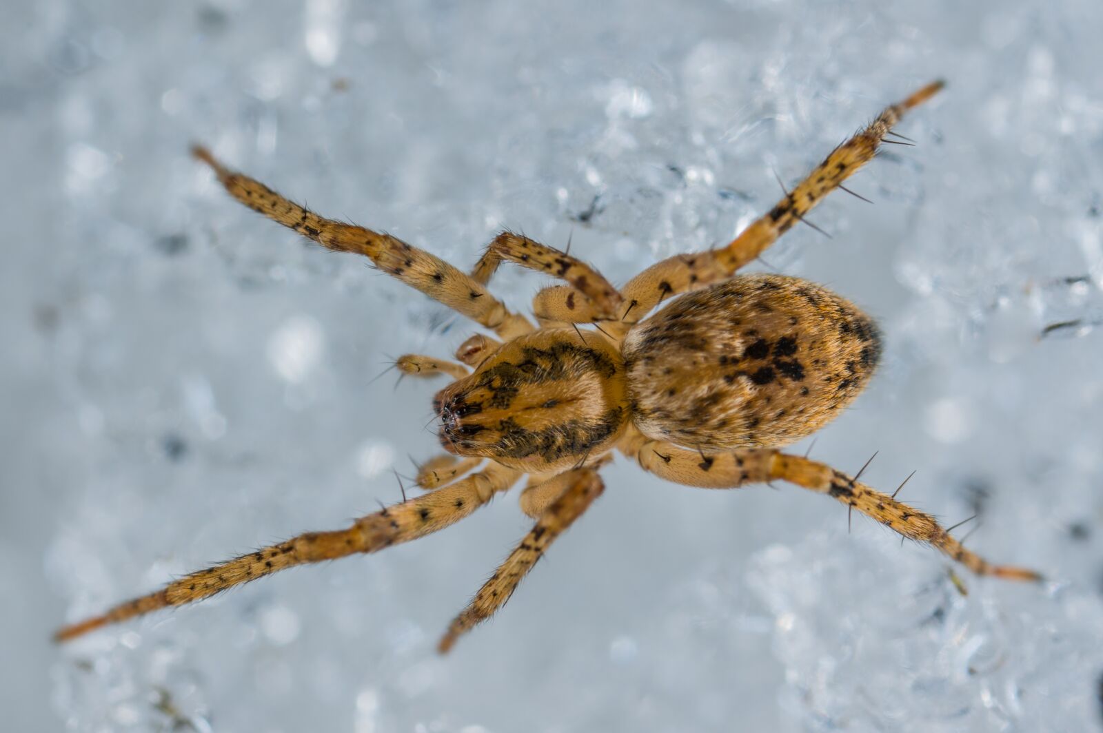 #124 65/2.8 sample photo. Bespozvonochnoe, spider, living nature photography