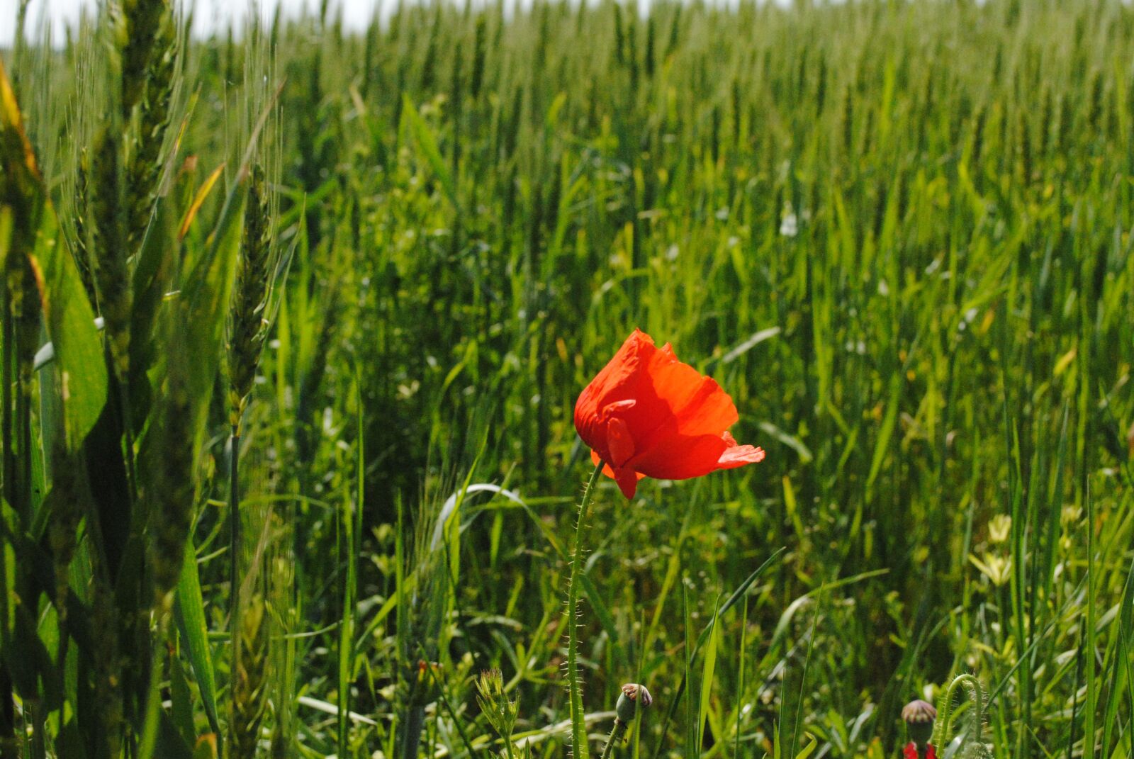 Nikon D3000 sample photo. Poppy, red, green photography