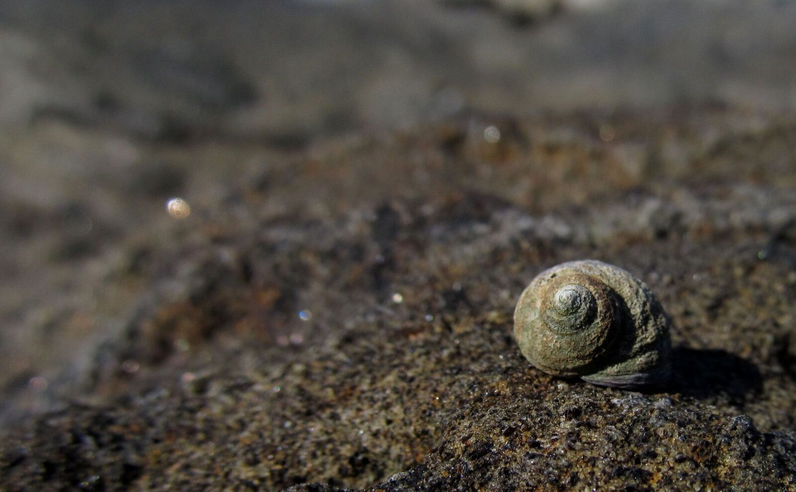 Canon PowerShot SX130 IS sample photo. Beach, blurred, decoration, design photography