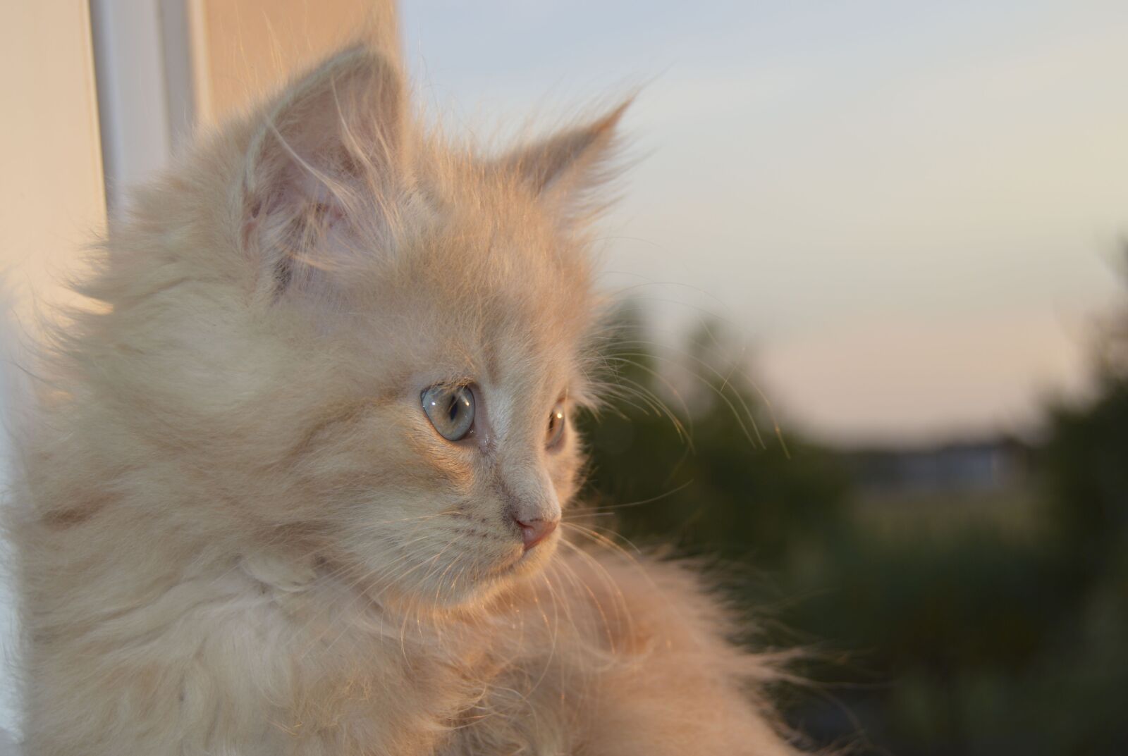 Nikon D3200 sample photo. Cat, animal, tiger photography