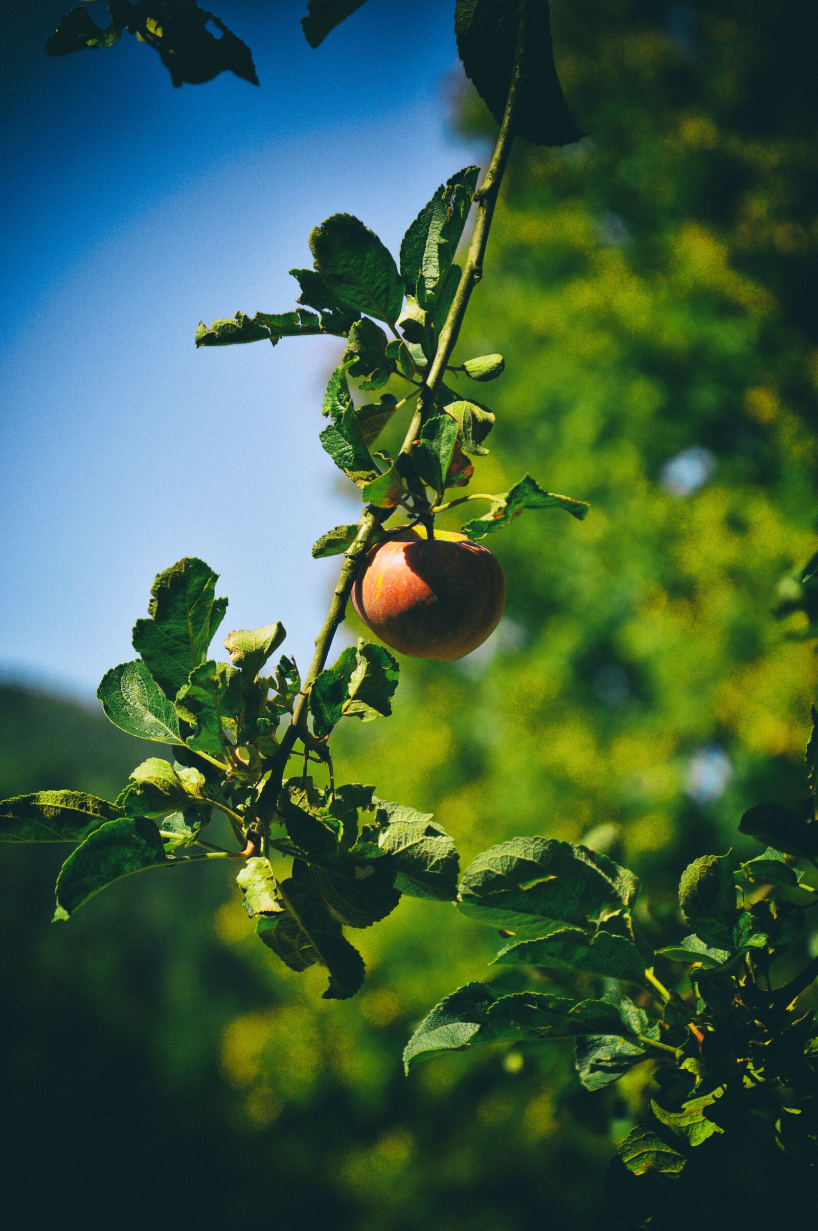 Nikon D3200 sample photo. Apple, tree, garden photography