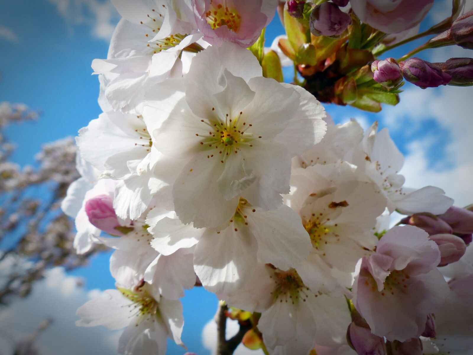 Panasonic Lumix DMC-FZ200 sample photo. Column cherry, sky, japanese photography