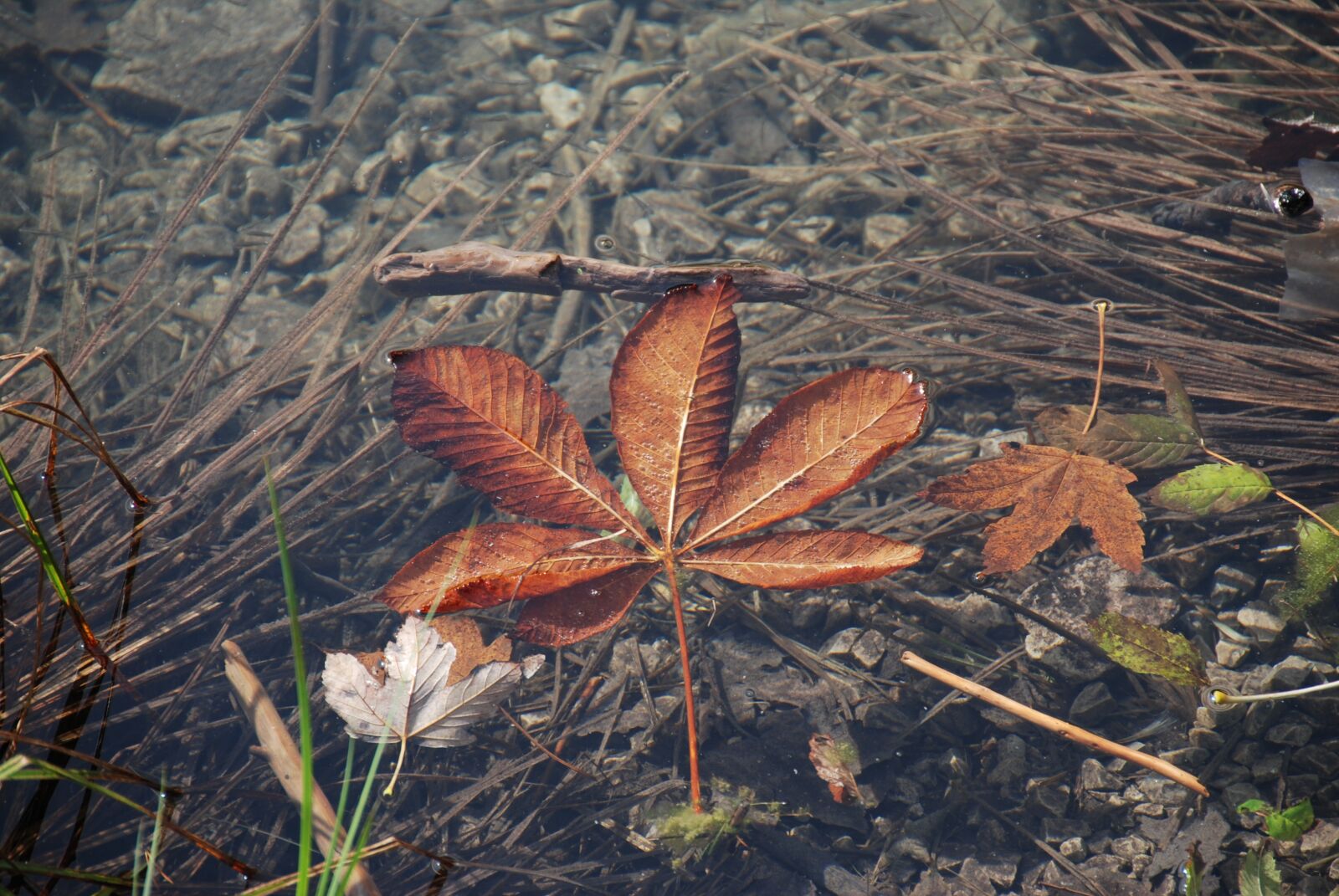 Nikon D80 sample photo. Leaf, lake, autumn photography