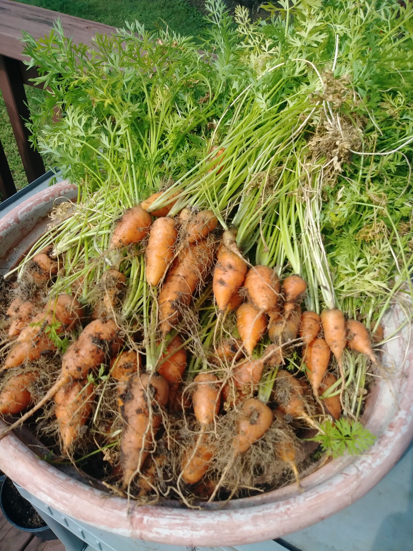 LG STYLO 3 PLUS sample photo. Carrots, harvest, food photography