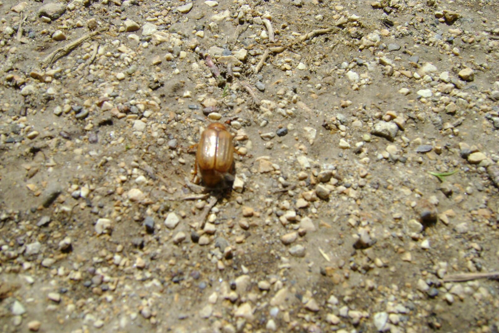 Sony DSC-S730 sample photo. Beetle, insect, bug photography