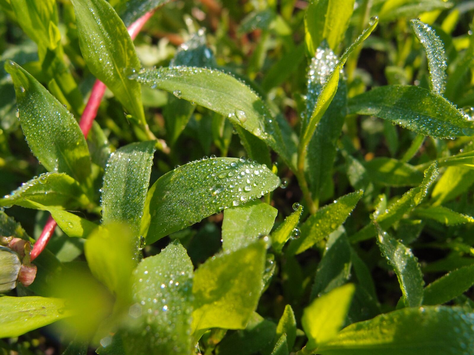 Olympus XZ-1 sample photo. Grass, rosa, drops photography
