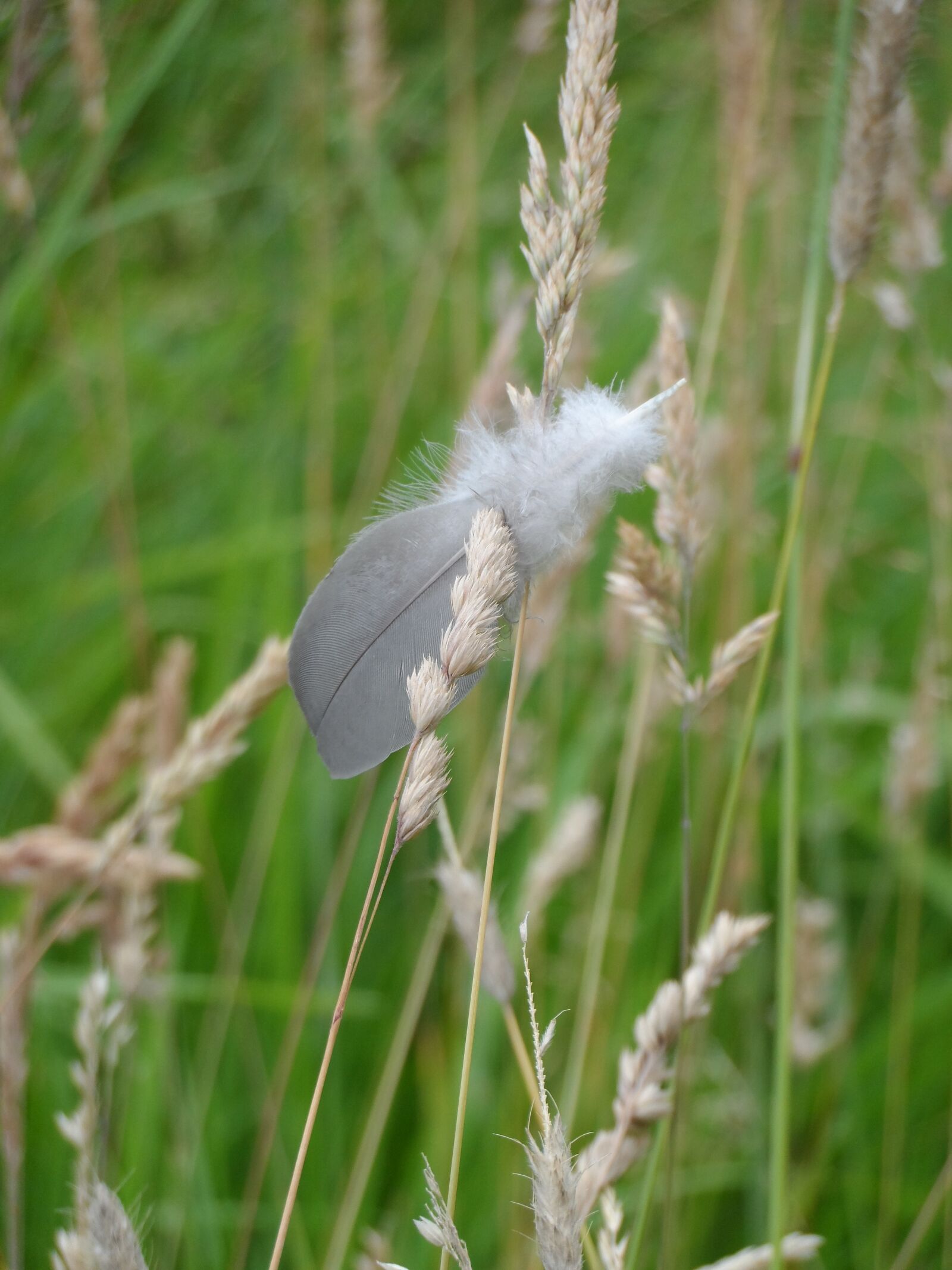 Samsung WB150 / WB150F / WB152 / WB152F / WB151 sample photo. Feather, grasses, goose feather photography