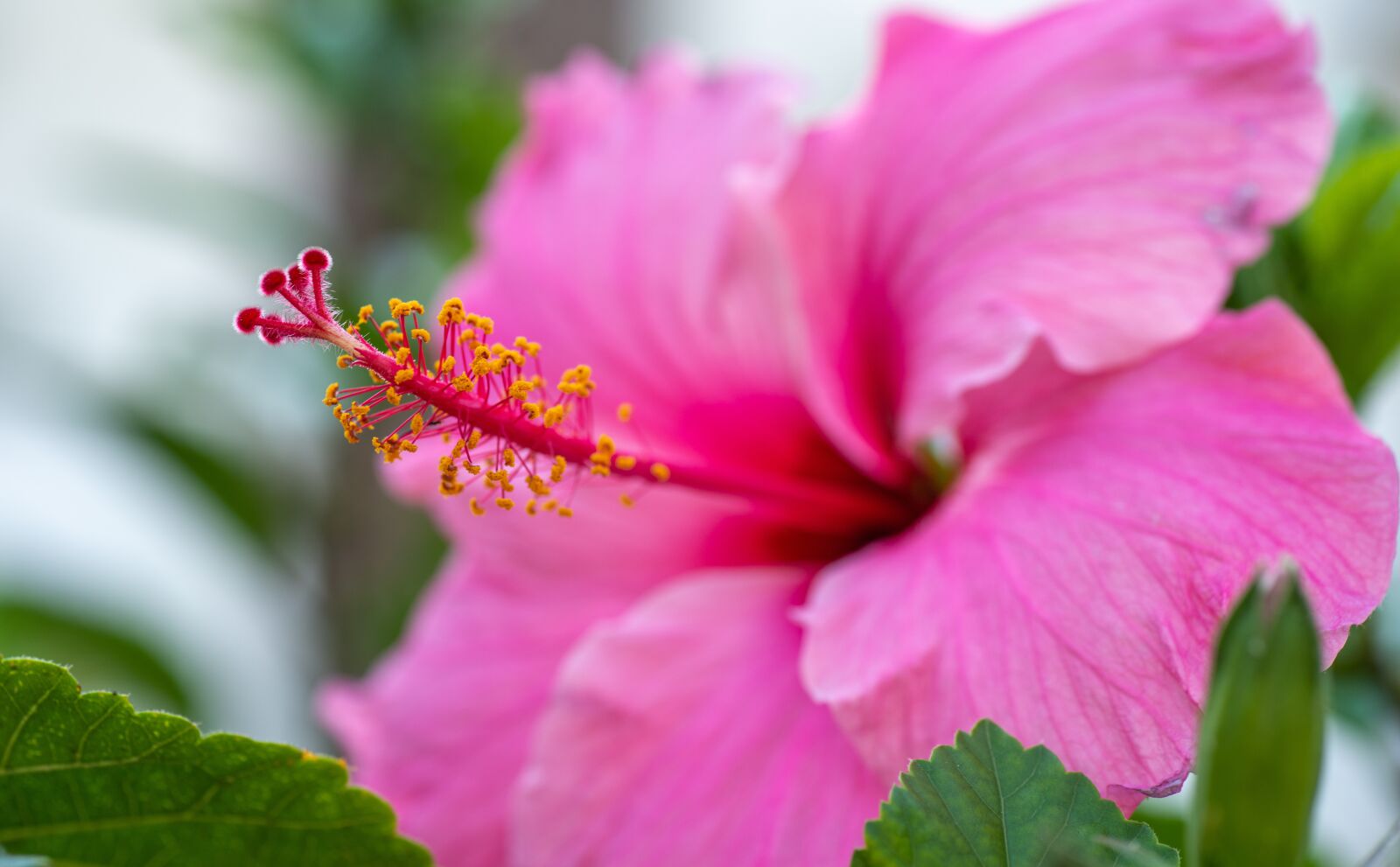 Tamron SP 90mm F2.8 Di VC USD 1:1 Macro sample photo. Flower, anthers, buds photography