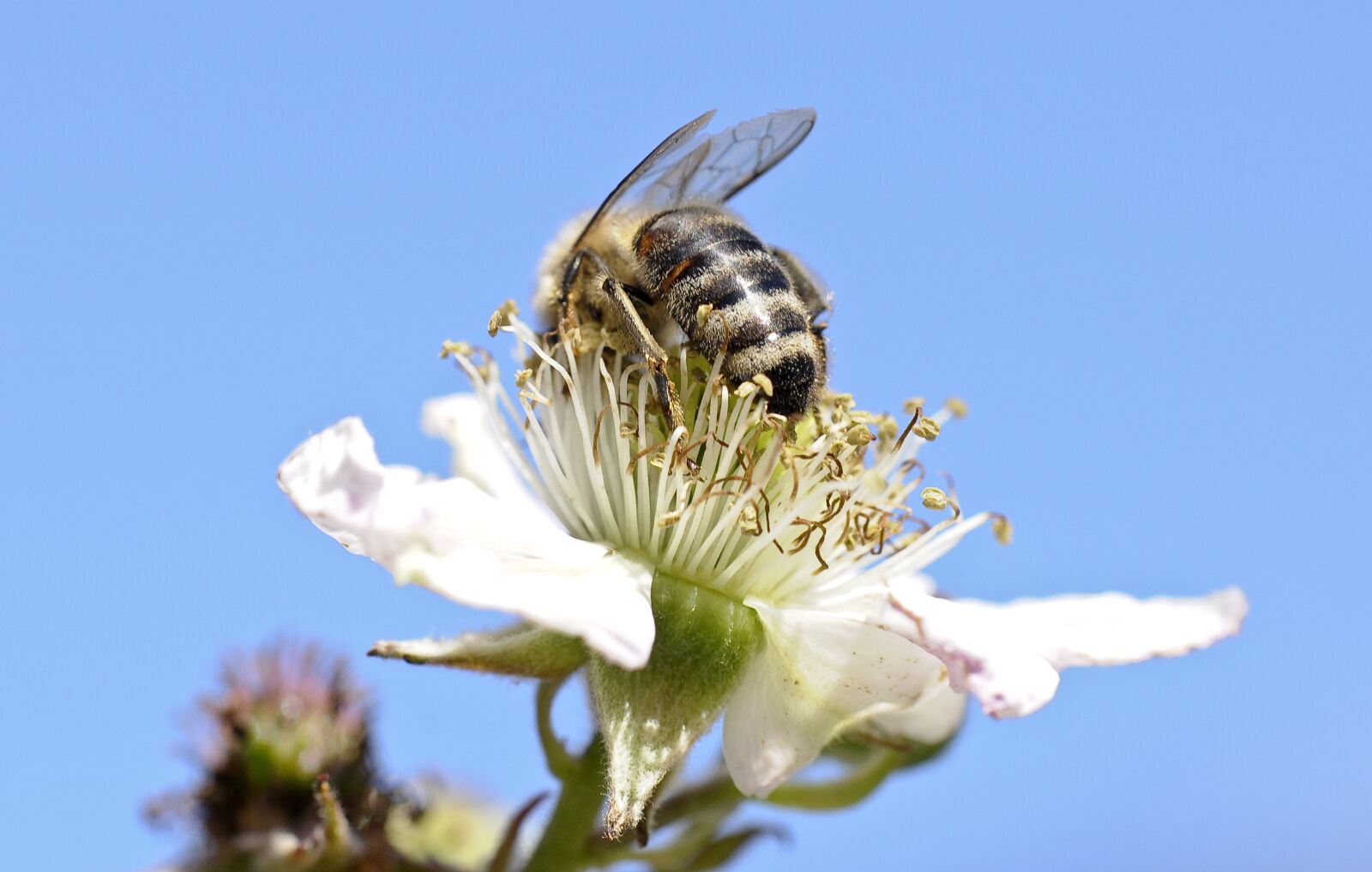 Nikon D90 sample photo. Bee, insect, close up photography