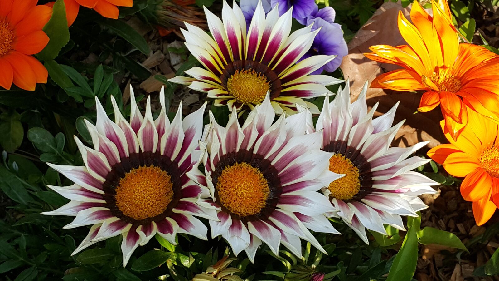 Samsung Galaxy Note4 sample photo. Spring flowers, flowers, nature photography