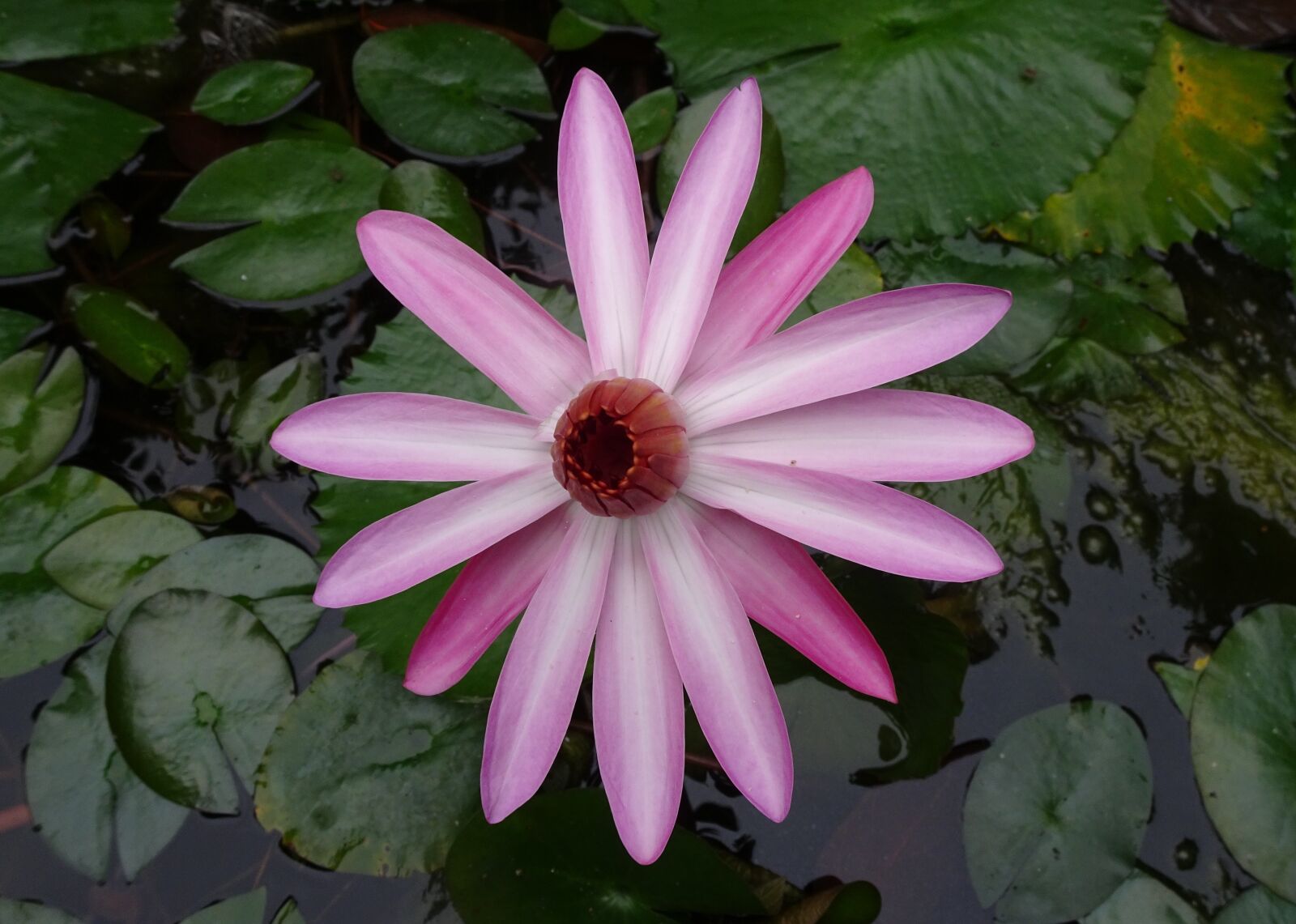 Sony Cyber-shot DSC-HX90V sample photo. Lily, flower, red water photography