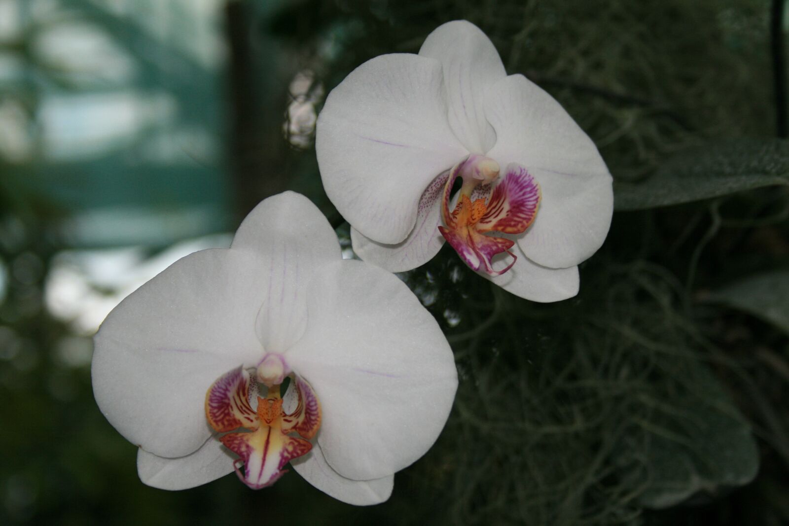 Canon EOS 400D (EOS Digital Rebel XTi / EOS Kiss Digital X) sample photo. Orchid, flower, white photography