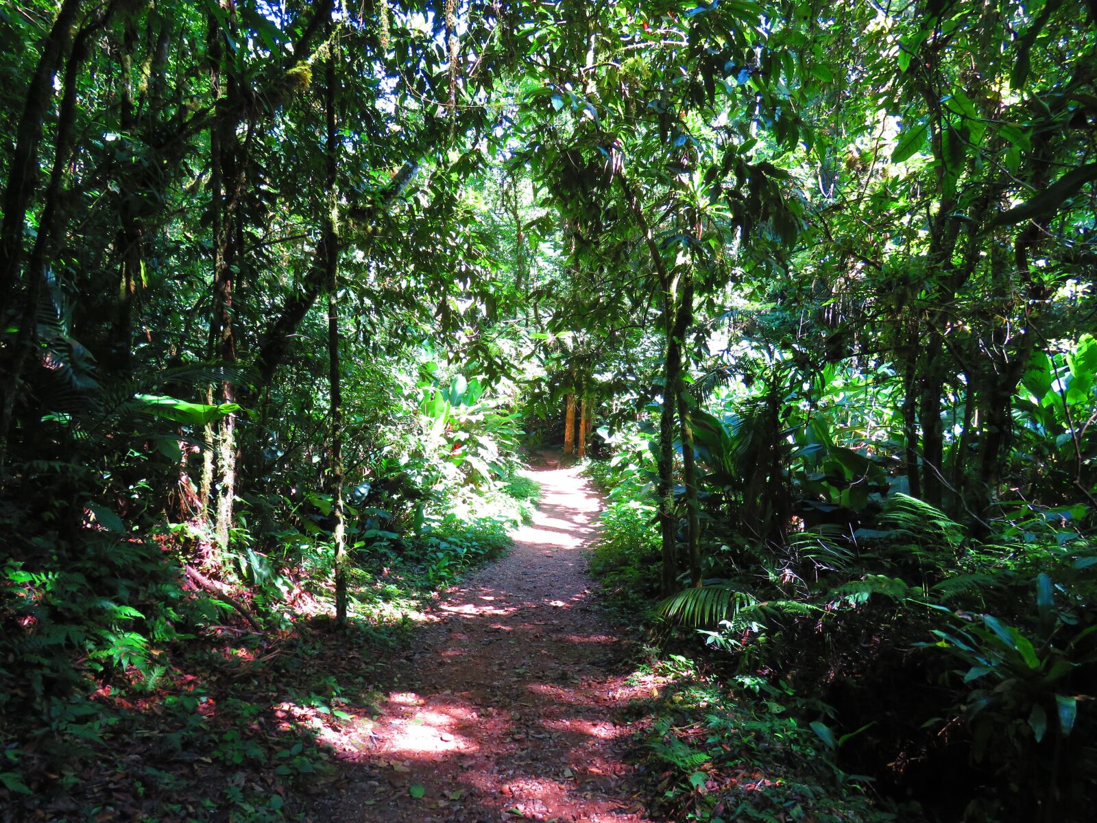 Canon PowerShot SX60 HS sample photo. Mato, forest, trail photography