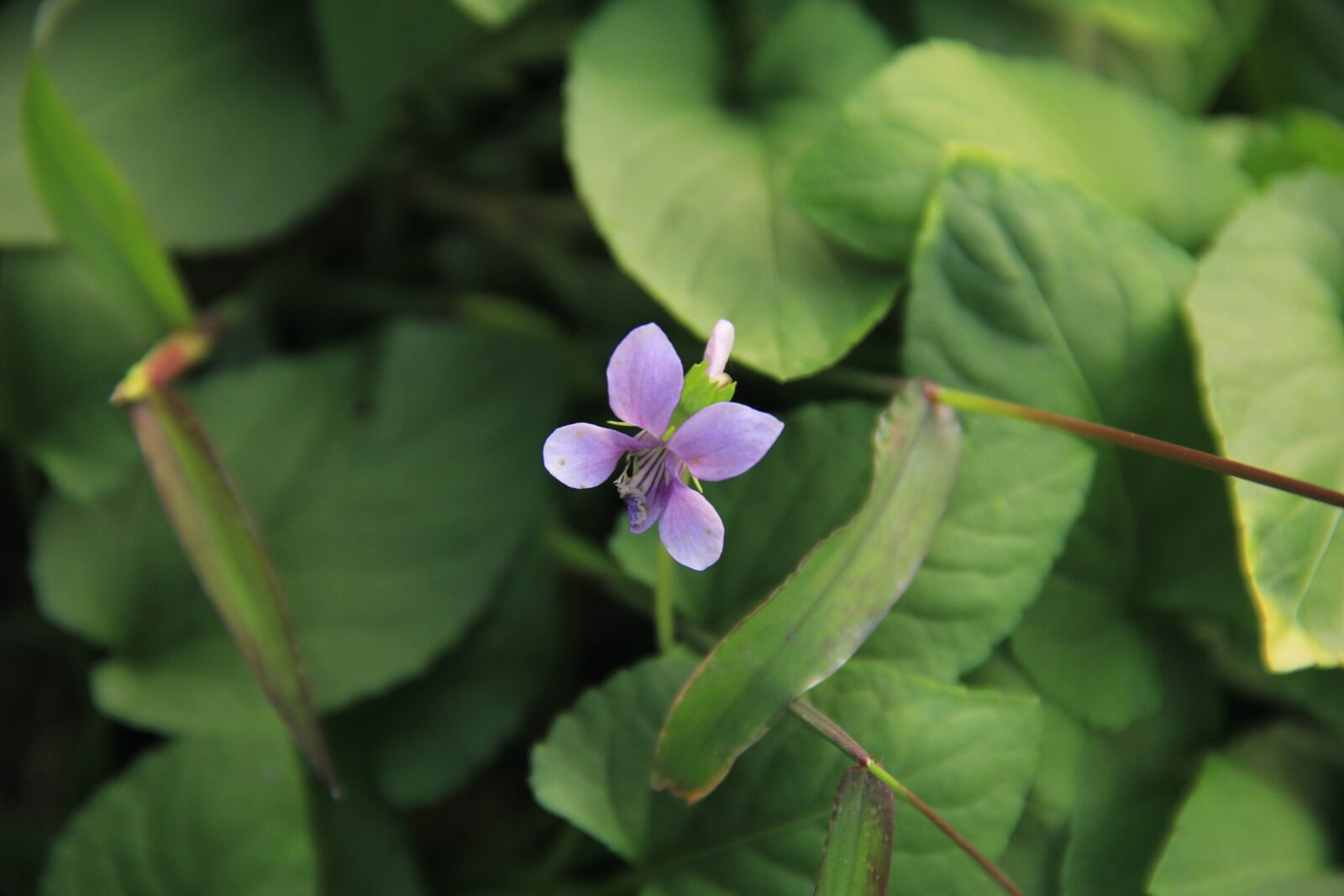 Canon EOS 60D sample photo. Plant, purple, flowers photography