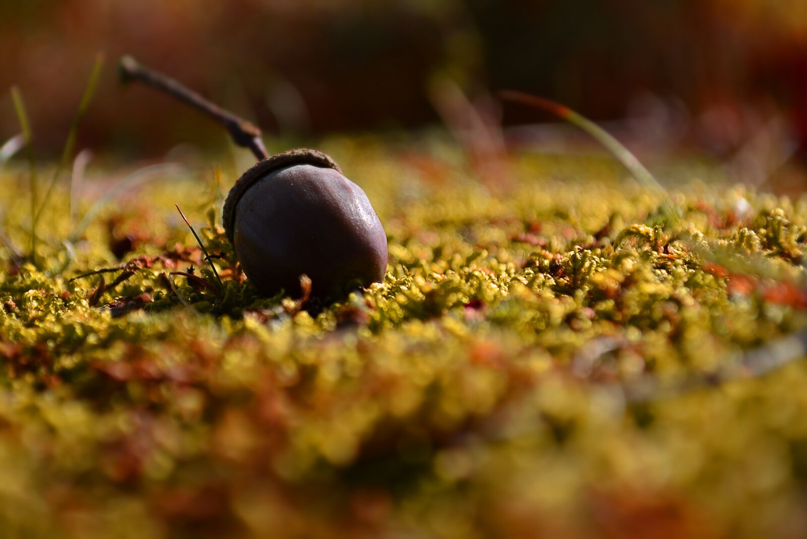 Nikon D5100 sample photo. Nature, autumn, fetus photography