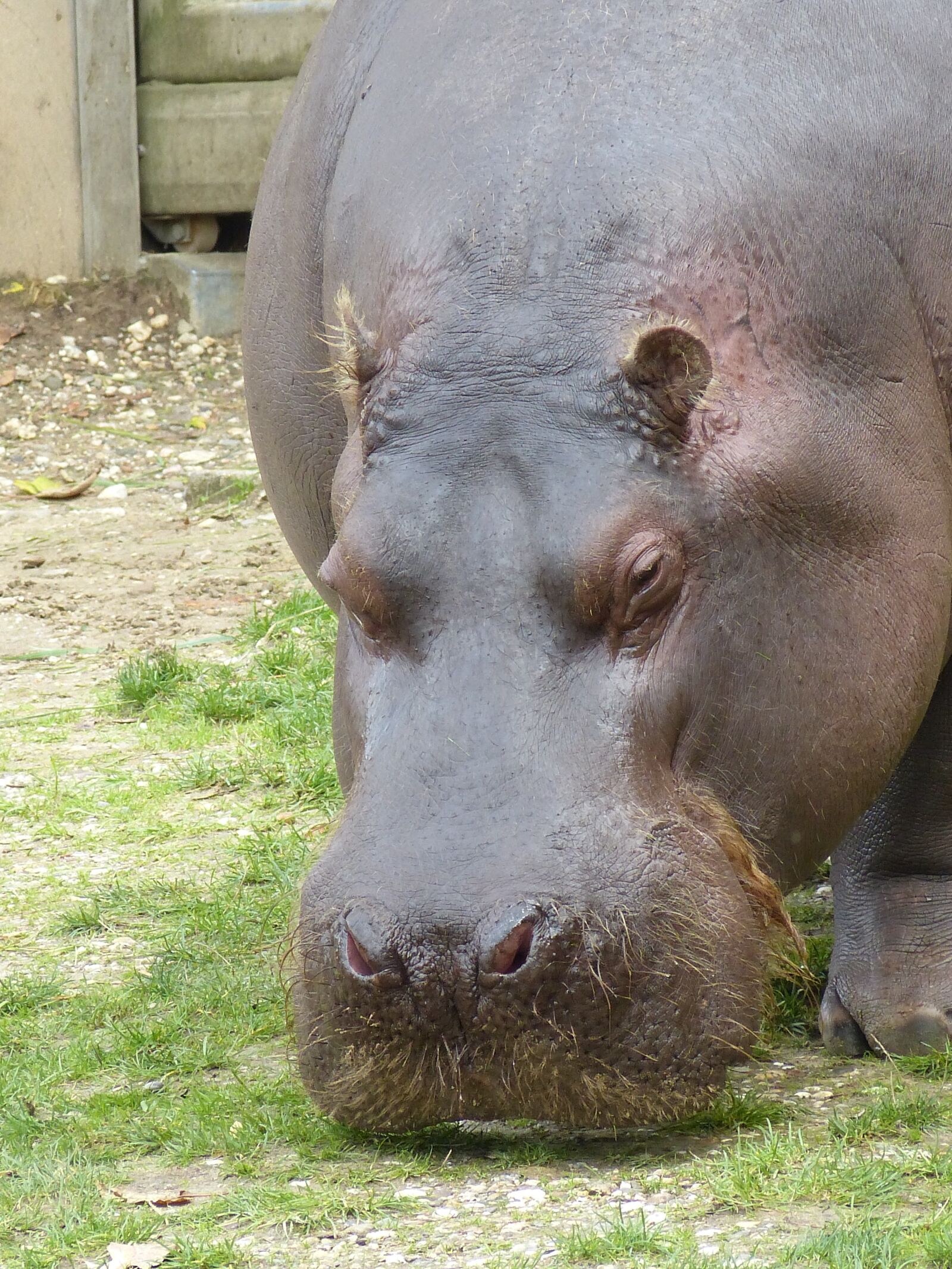 Panasonic Lumix DMC-FZ150 sample photo. Hippo, head, pachyderm photography
