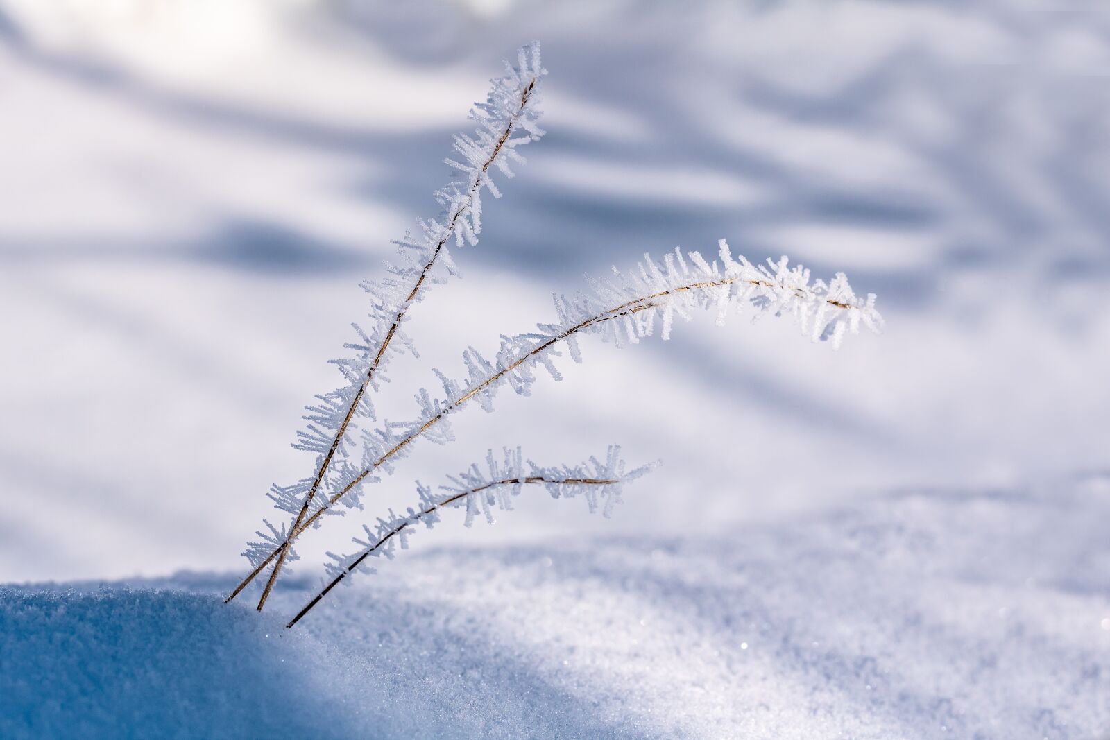 Canon EF-S 60mm F2.8 Macro USM sample photo. Eiskristalle, blades of grass photography