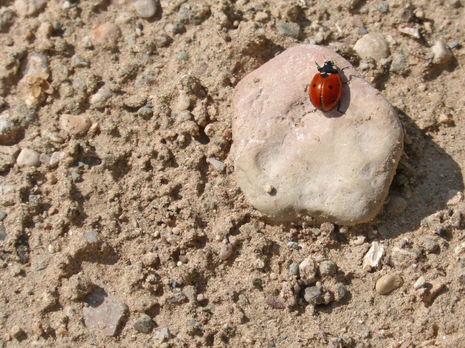 Panasonic DMC-FZ62 sample photo. Ladybug, coccinella septempunctata, stone photography