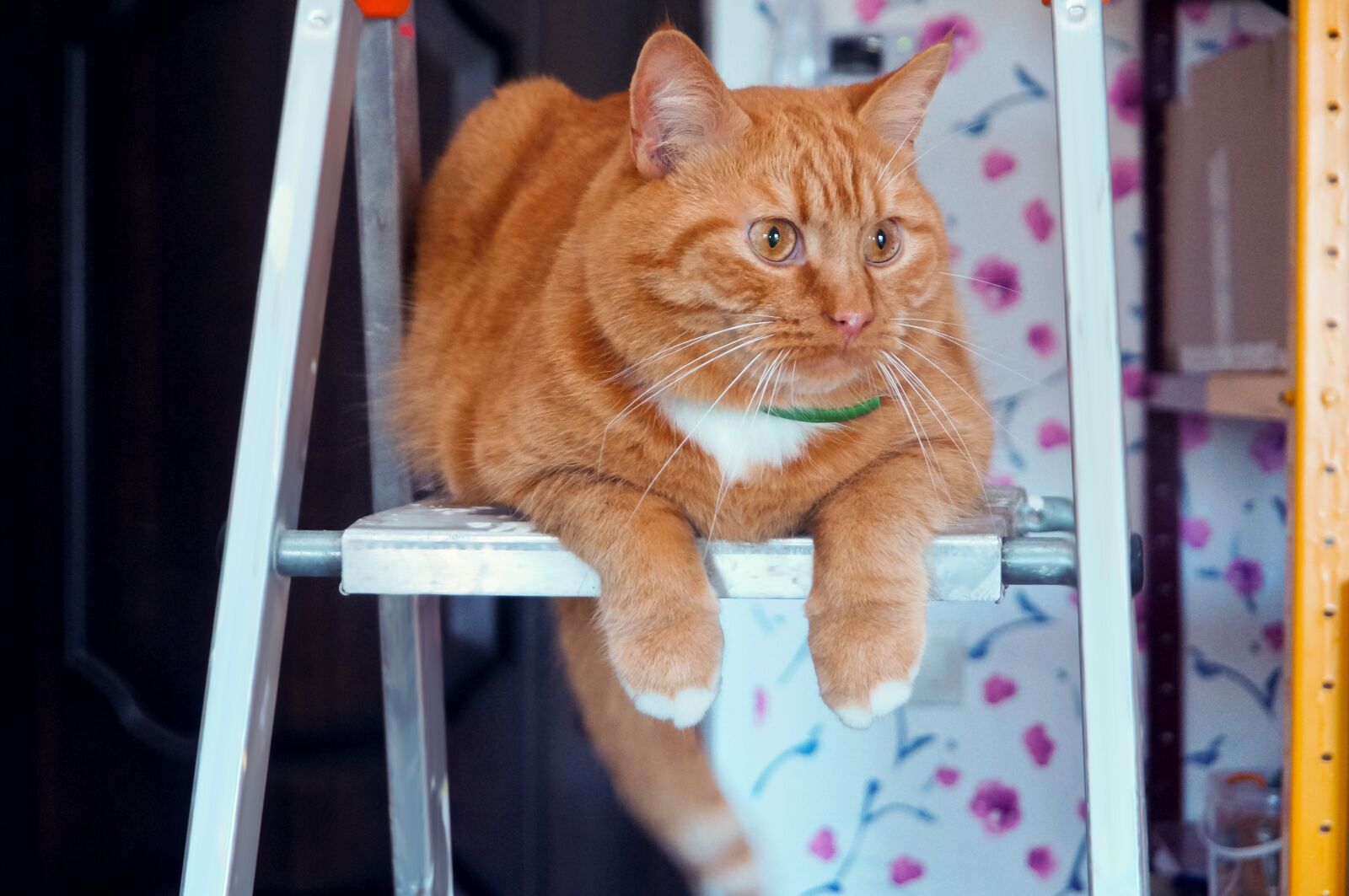 Sony Alpha NEX-3N sample photo. Animals, cats, pets photography