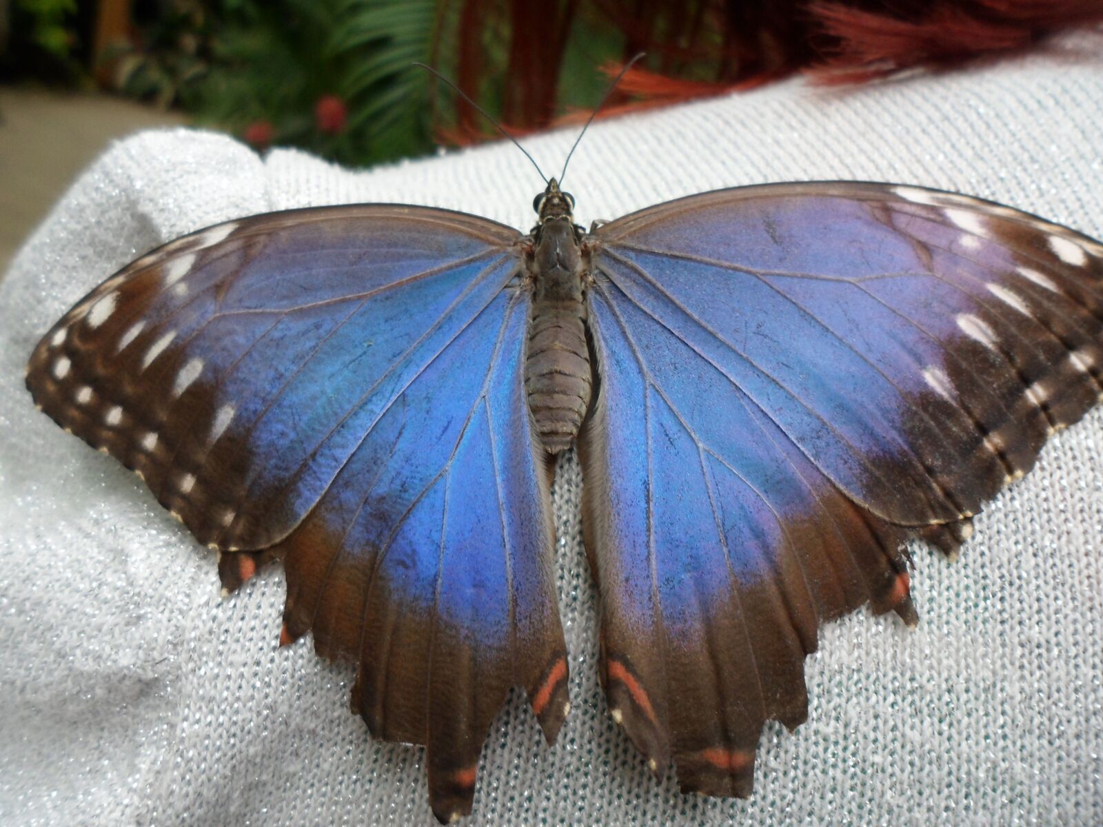 Samsung ST90,ST91 / VLUU ST90,ST91 sample photo. Butterfly, in butterfly world photography