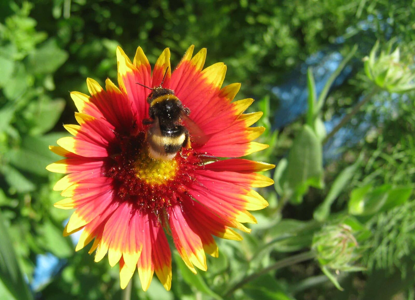 Canon PowerShot A480 sample photo. Animal, bumblebee, detail, flower photography