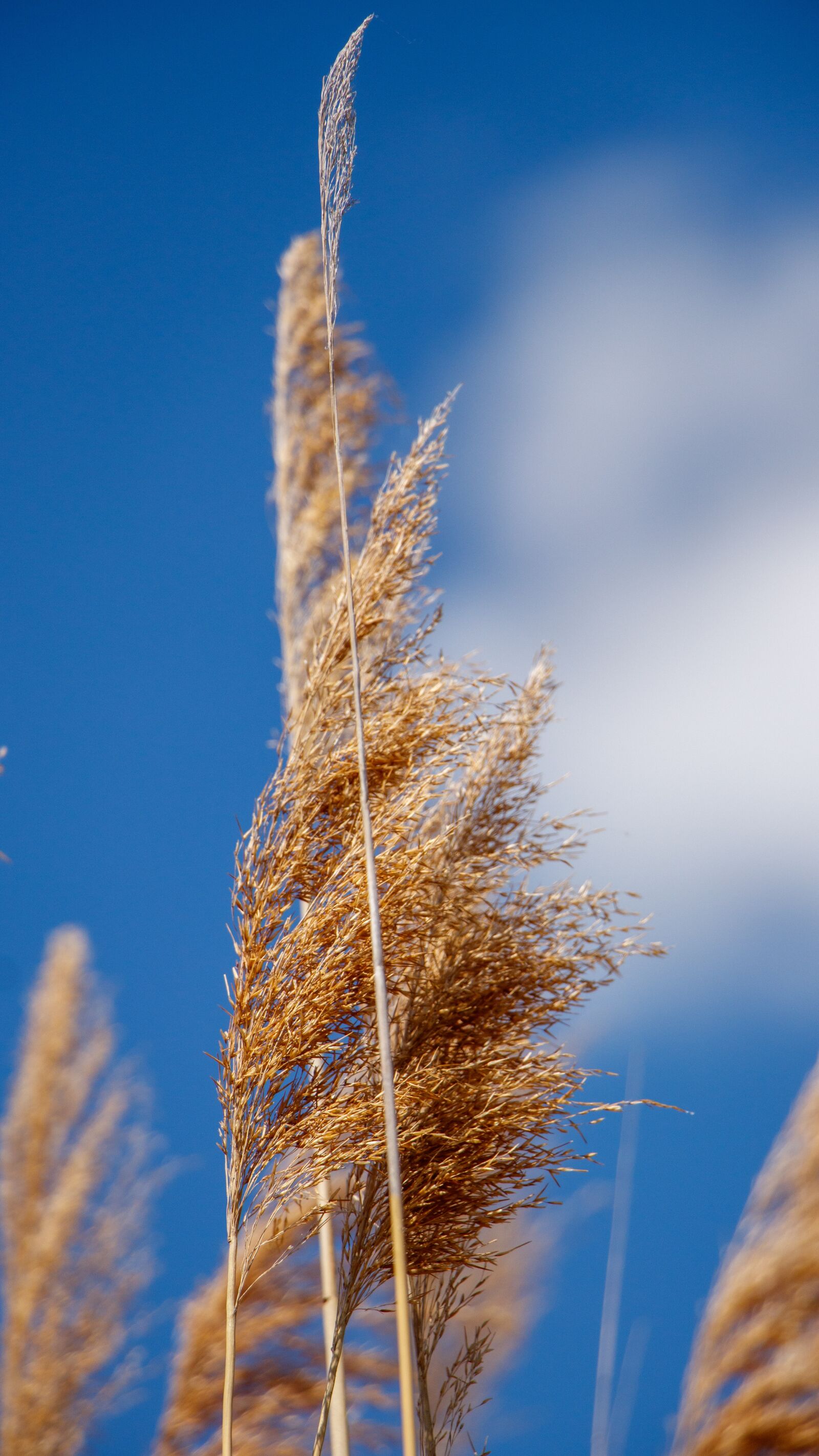 Canon EF-S 18-135mm F3.5-5.6 IS USM sample photo. Reed, blue, sky photography