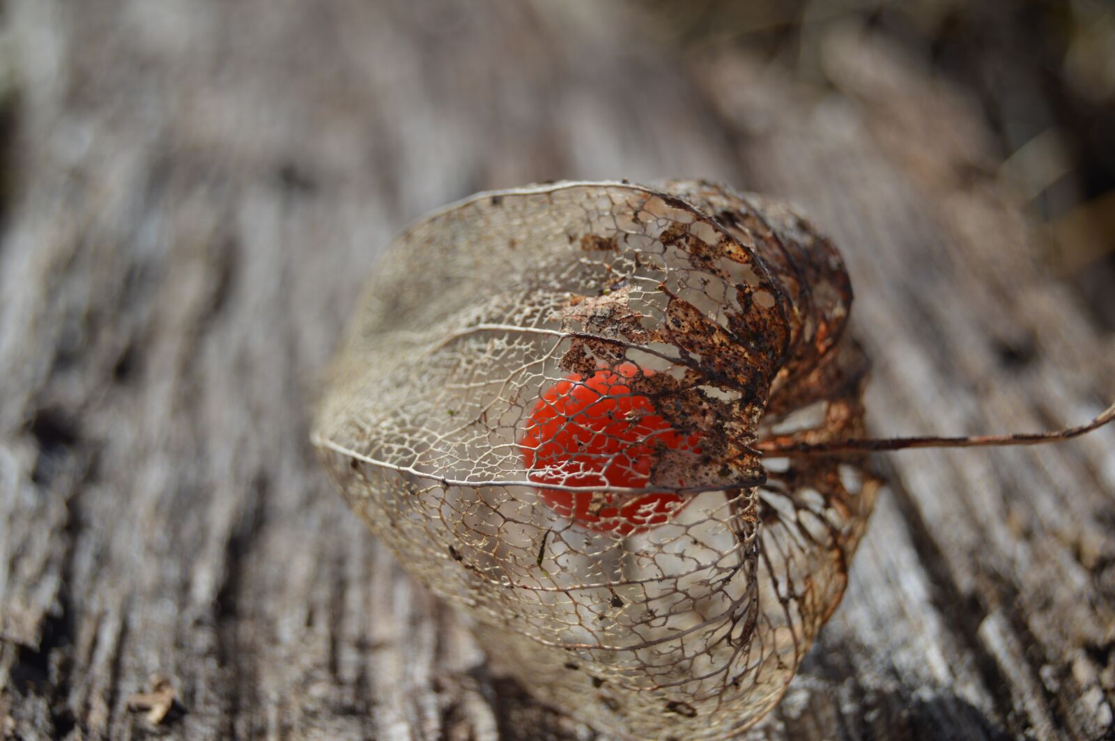 Nikon D3200 sample photo. Lampions, garden, plank photography