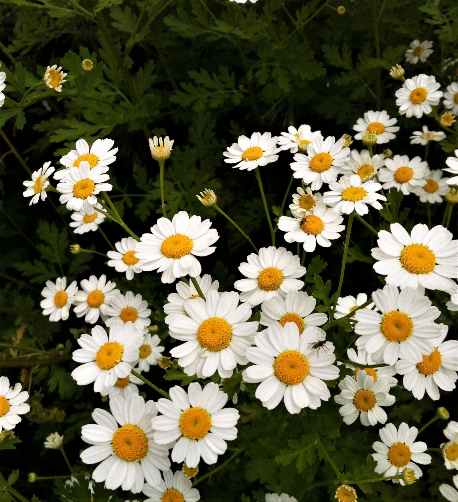 Apple iPhone 4 sample photo. Flower, flora, chamomile photography