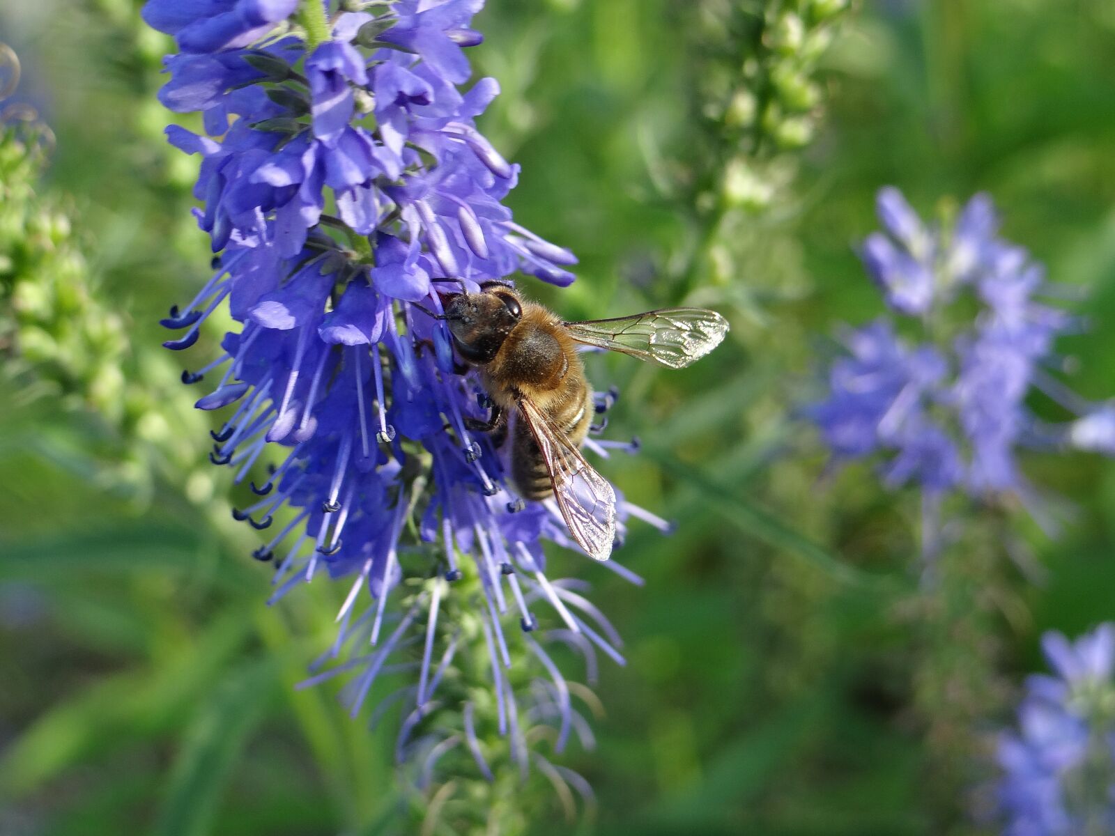 Sony DSC-HX200V sample photo. Flower, blue, discount flower photography