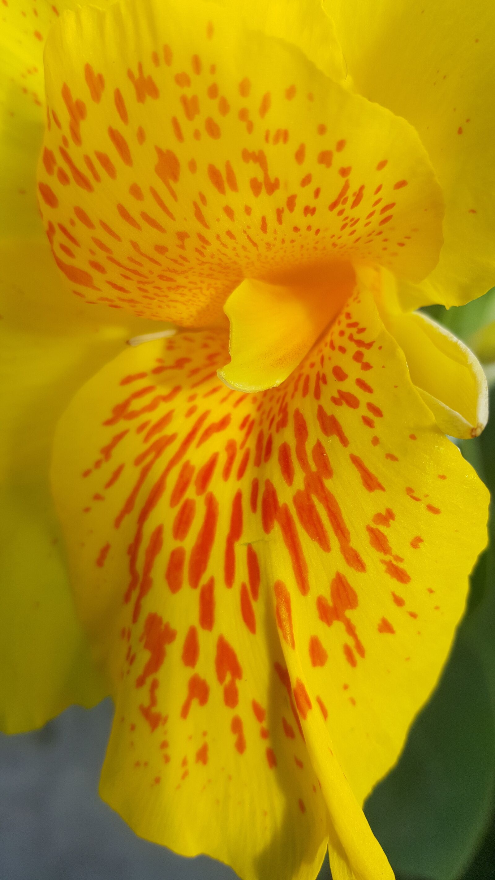 Samsung GALAXY S6 edge sample photo. Yellow, nice, garden photography